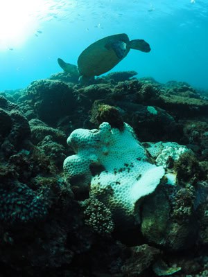 survey photo from Mudjimba Island