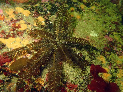 Sargassum horneri