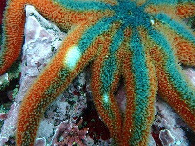 sun star Solaster stimpsoni with sea star wasting disease