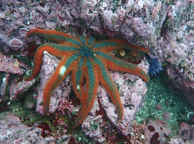 sun star Solaster stimpsoni