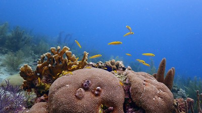 Reef Check San Andrés