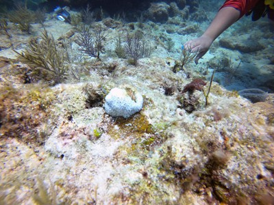 bleached dsto elliptical star coral