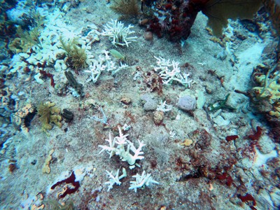 bleached acer and palythoa