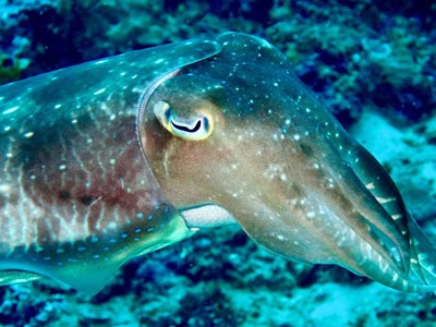 Reef Check Italia’s expedition to Bangka Island
