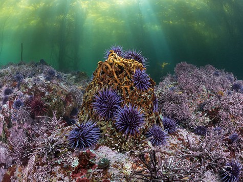 urchins on holdfast