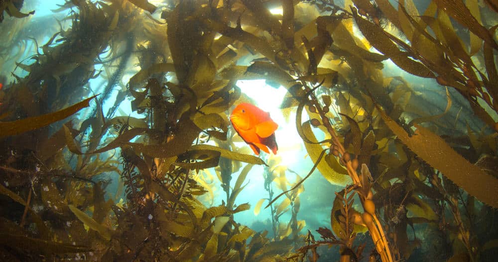 kelp and garibaldi