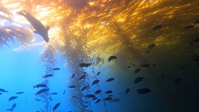 Colorful underwater coral reef with diverse fish species and sunlight filtering through the water.