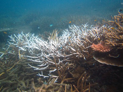 Bleaching on reef