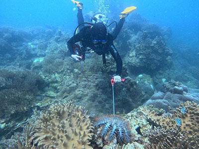 Diver inspecting a Crown-of-Thorns starfish during underwater reef survey.