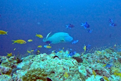 Maldives EcoExpedition 2023