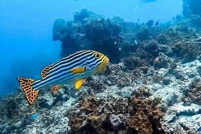 Maldives EcoExpedition 2023