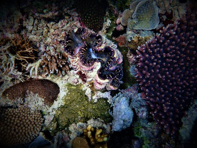 reef in the Philippines