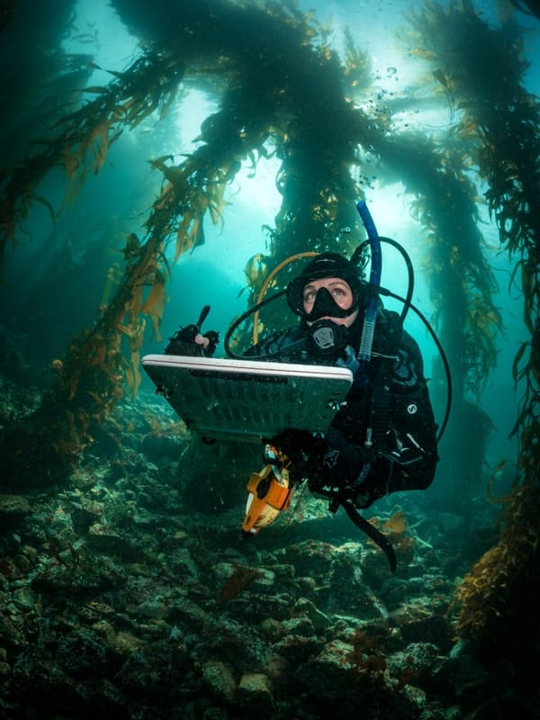 diver in kelp