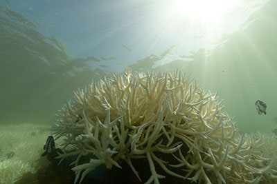 Réunion bleaching 2025