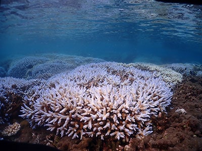 Réunion bleaching 2025