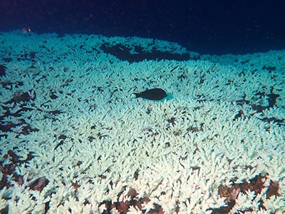 Réunion bleaching 2025
