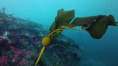 giant elk kelp
