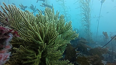 Rocky reef with vibrant marine biodiversity under clear ocean water.