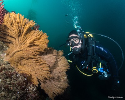 diver at Shaw's Cove