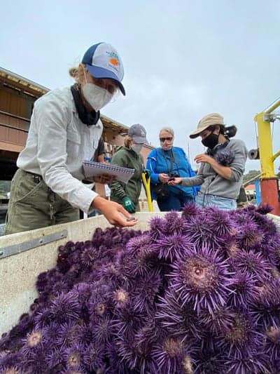 North Coast Kelp Forest Restoration project