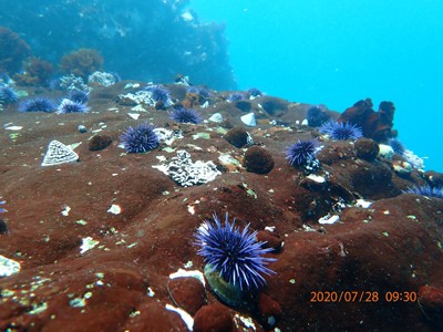 North Coast Kelp Forest Restoration project