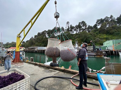 North Coast Kelp Forest Restoration project