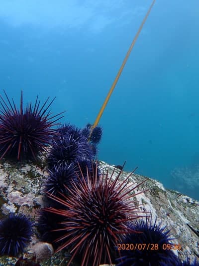 North Coast Kelp Forest Restoration project
