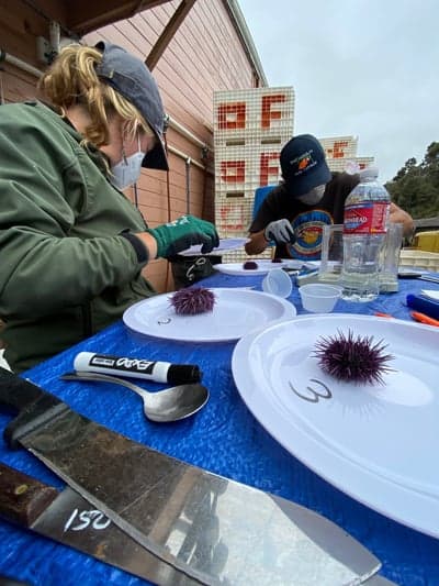 North Coast Kelp Forest Restoration project