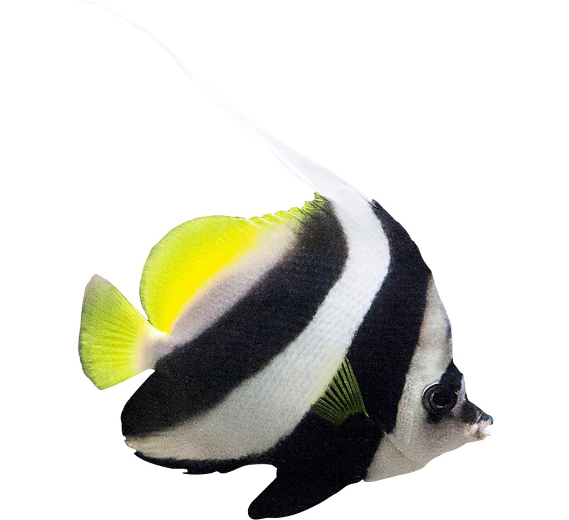 AngelFish